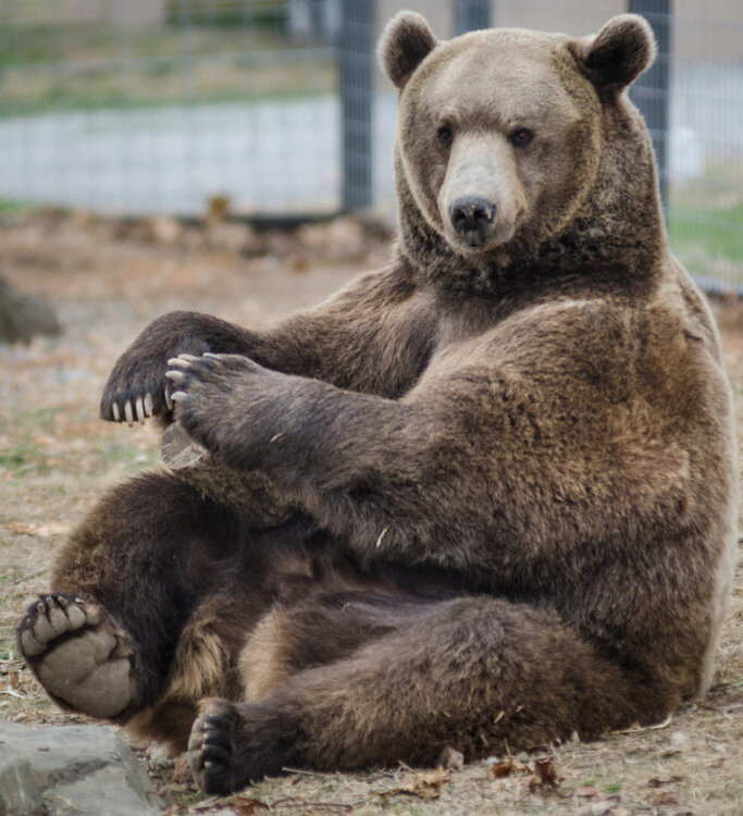 Bam_Bam_bear-52934-933x1024.thumb.jpg.3e3d2e8bad104666e12291d5e8462455.jpg