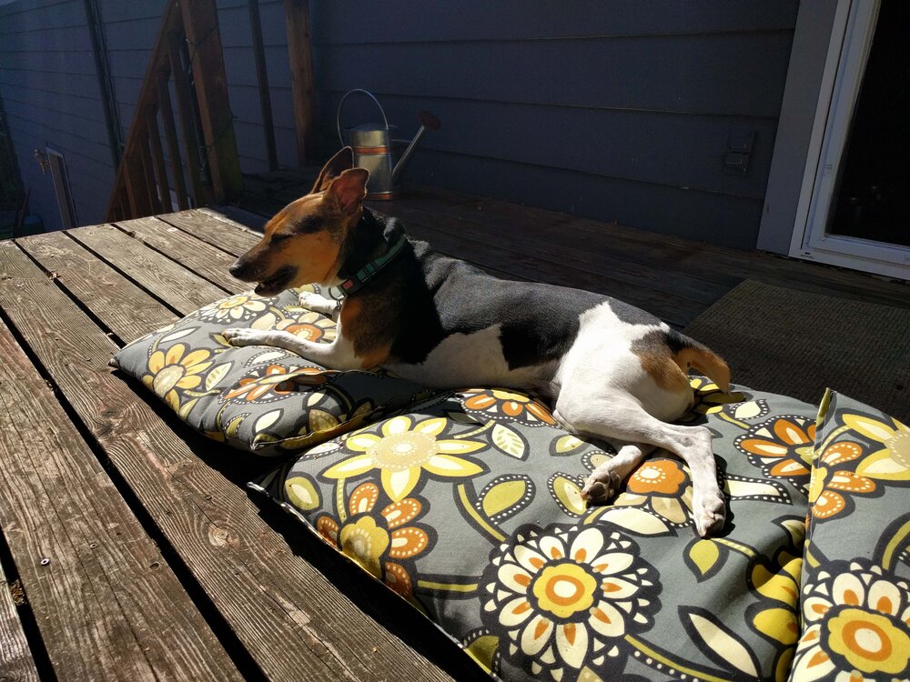 dog.thumb.jpg.d726e0029f4da15a1348413026422f11.jpg