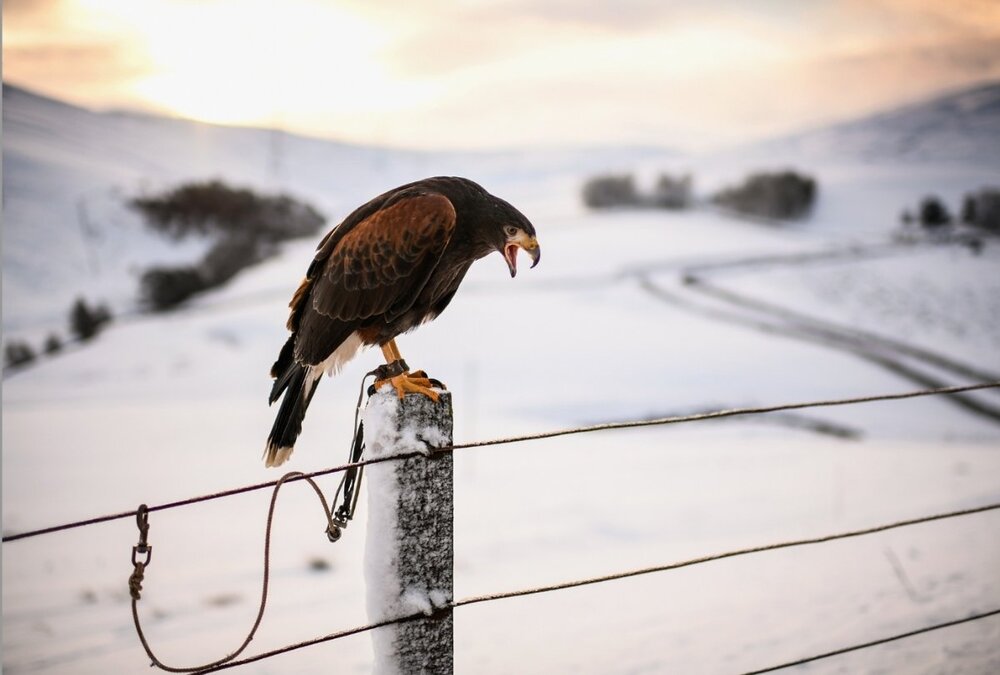 Harris hawk 1.jpg