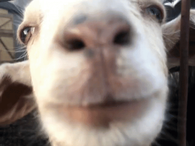 image.gif.1e5bdbe0f15c2291e93e548b40e76054.gif