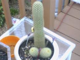 image.jpeg.4f84ec9ca5cbbfb1ac0d6c1403c266b3.jpeg
